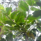 Polyscias repanda  Bois de papaye Aral iaceae Endémique La Réunion 343.jpeg